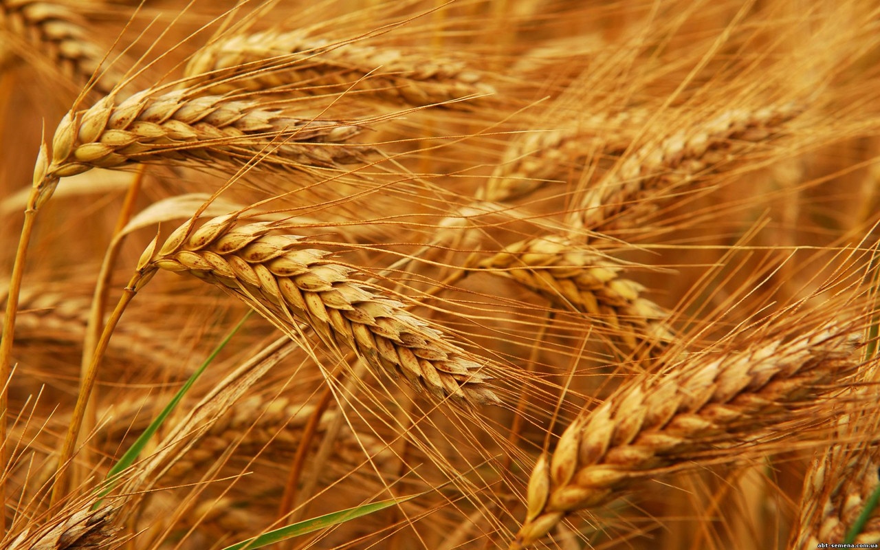 Украинская пшеница отправится в Израиль