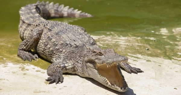 Насильника отдали на съедение крокодилам