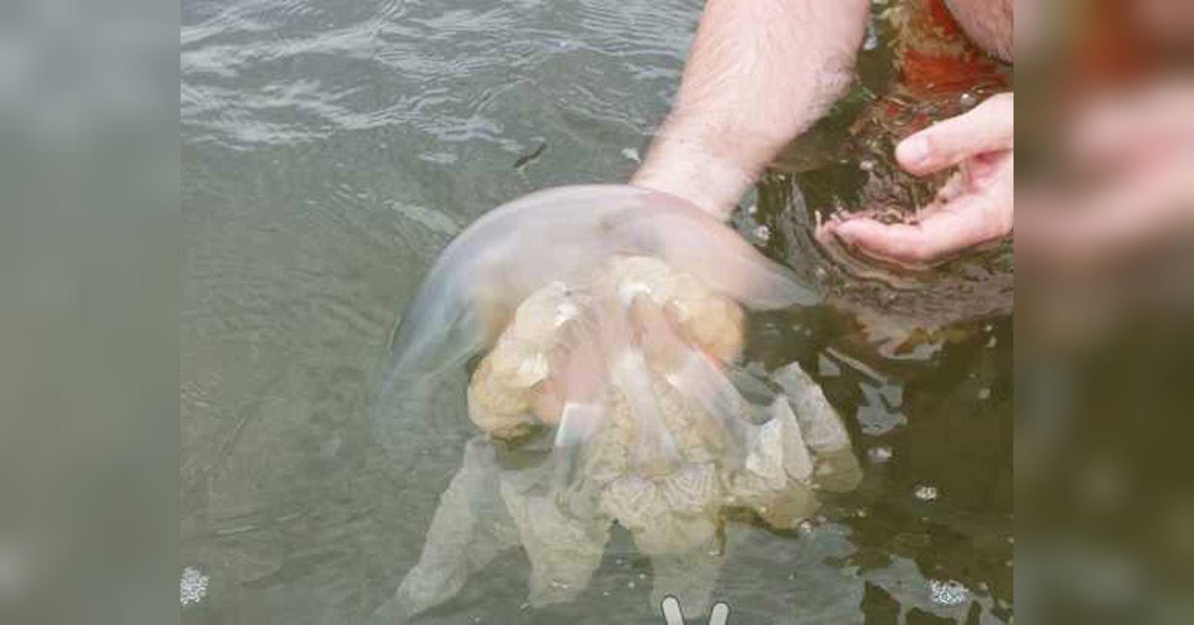 Фото - нашествие медуз в Кирилловке