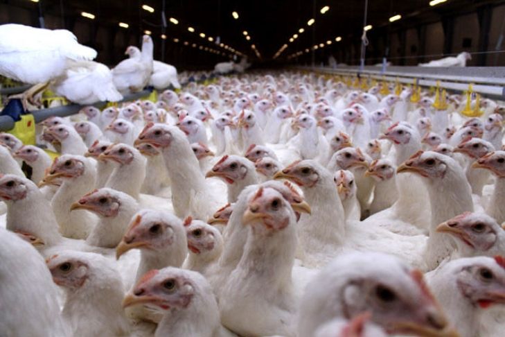 Катар отменил запрет на ввоз украинской птицы