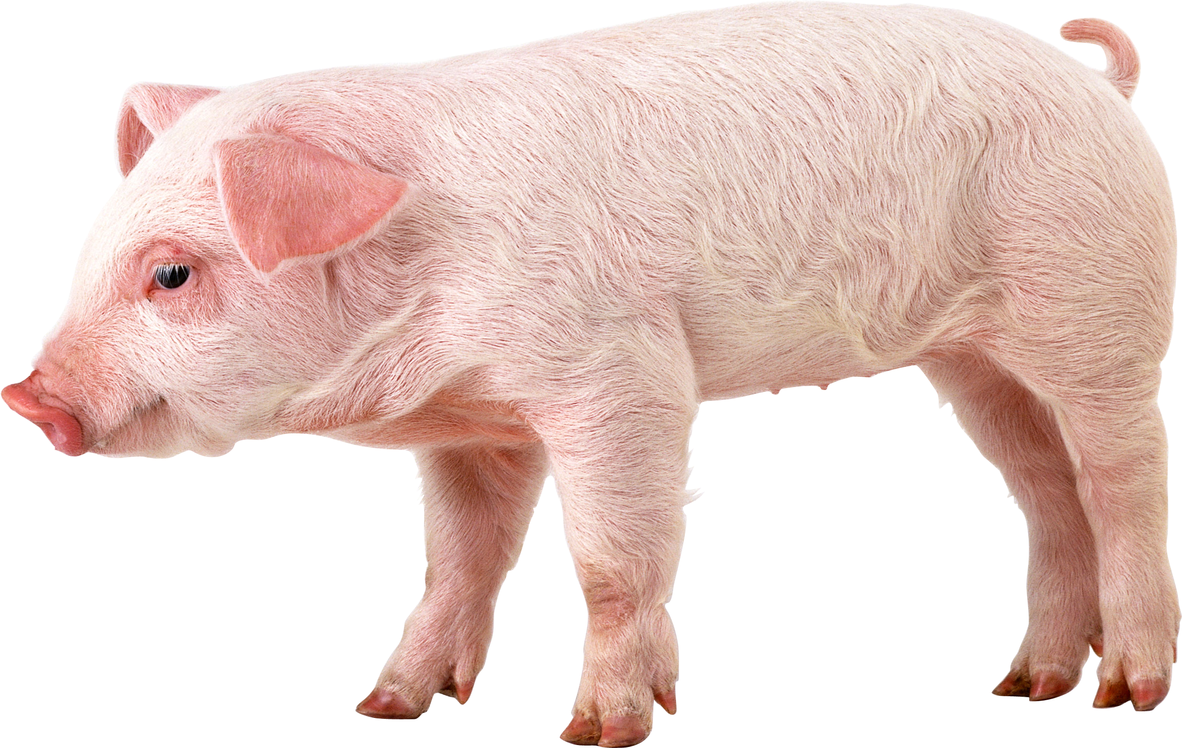 На рынке "живого" товара отмечен рост цены на свинью