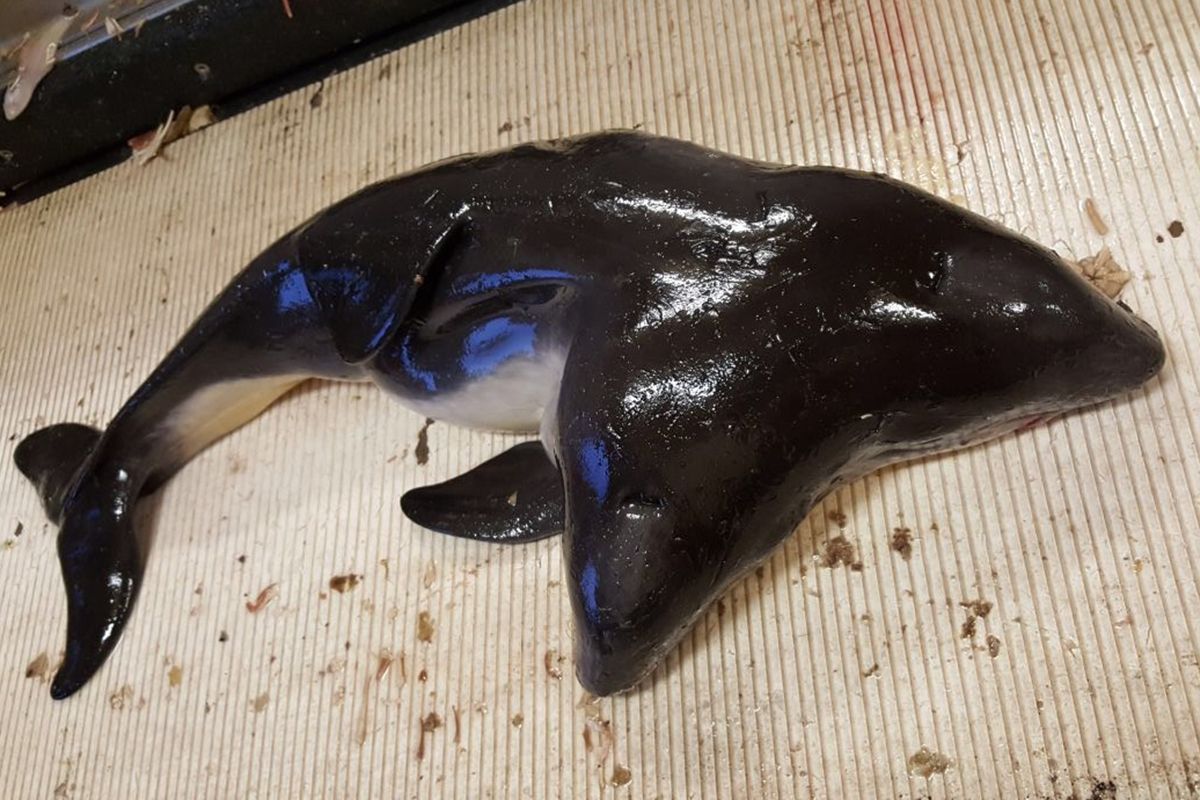 В Северном море у Нидерландов рыбаки поймали дельфина с двумя головами