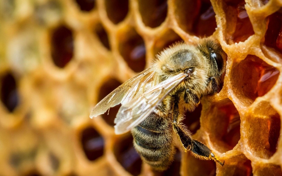 На помощь пчелиным семьям придут их собратья-роботы