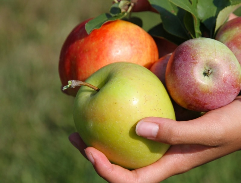 Украинское яблоко увеличило экспорт в три раза