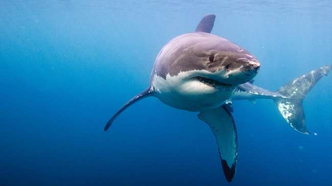 На популярном курорте акула убила туриста: подробности