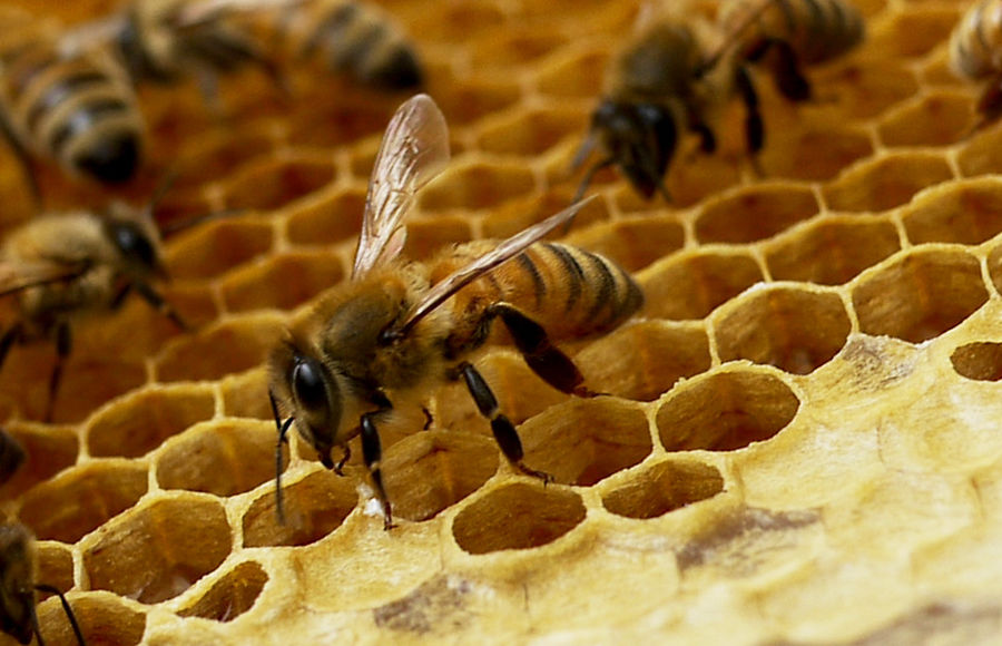 фото - пчелы