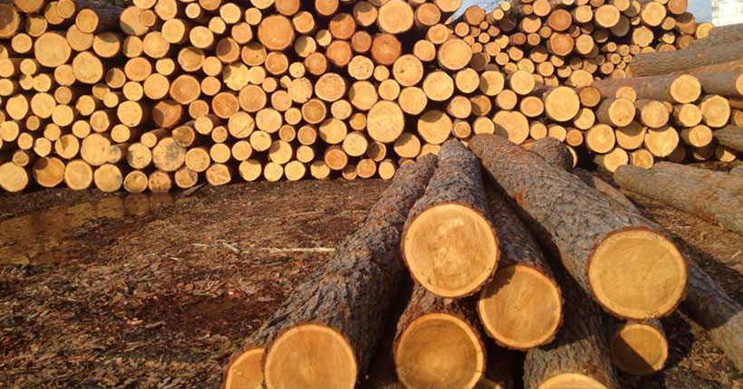 Экспортеры леса под прицелом: в ГФС отчитались об уплате налогов