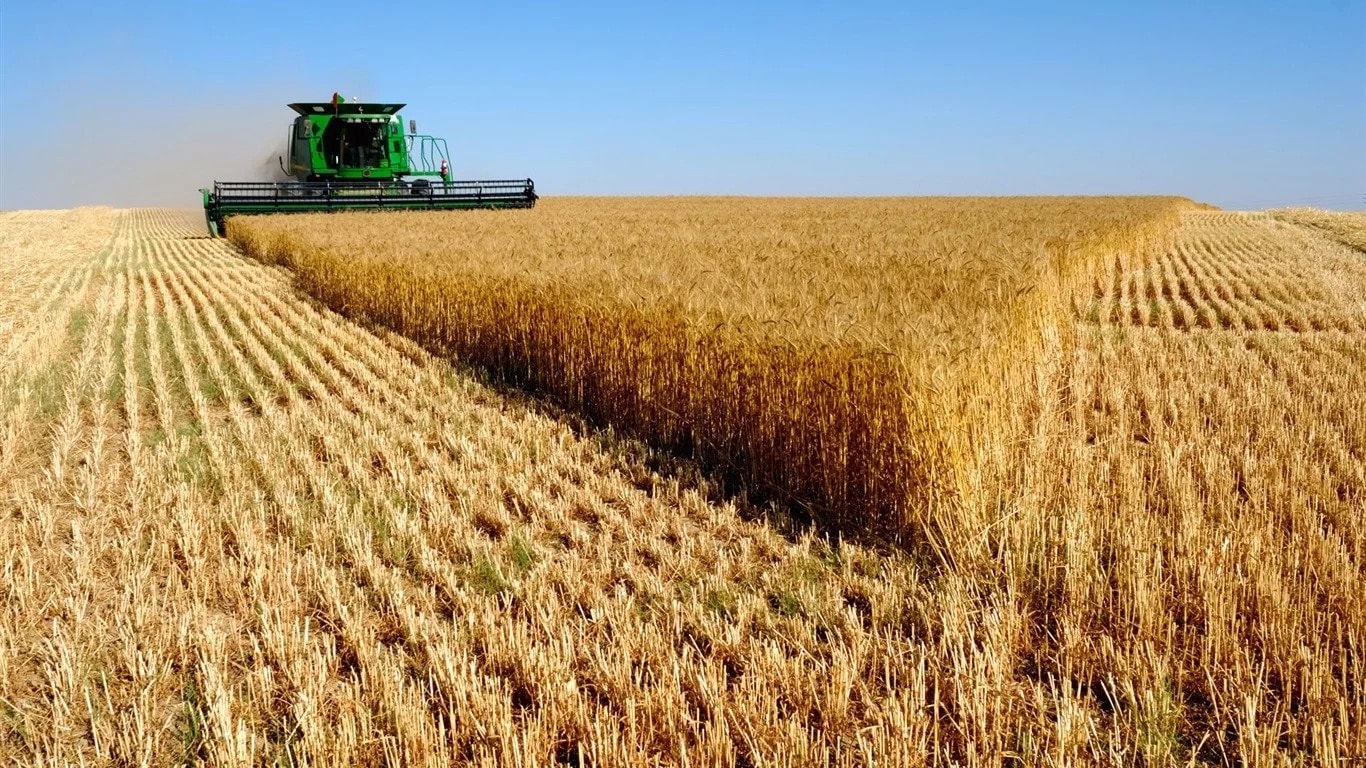 В Крыму засуха уничтожила зерновые посевы