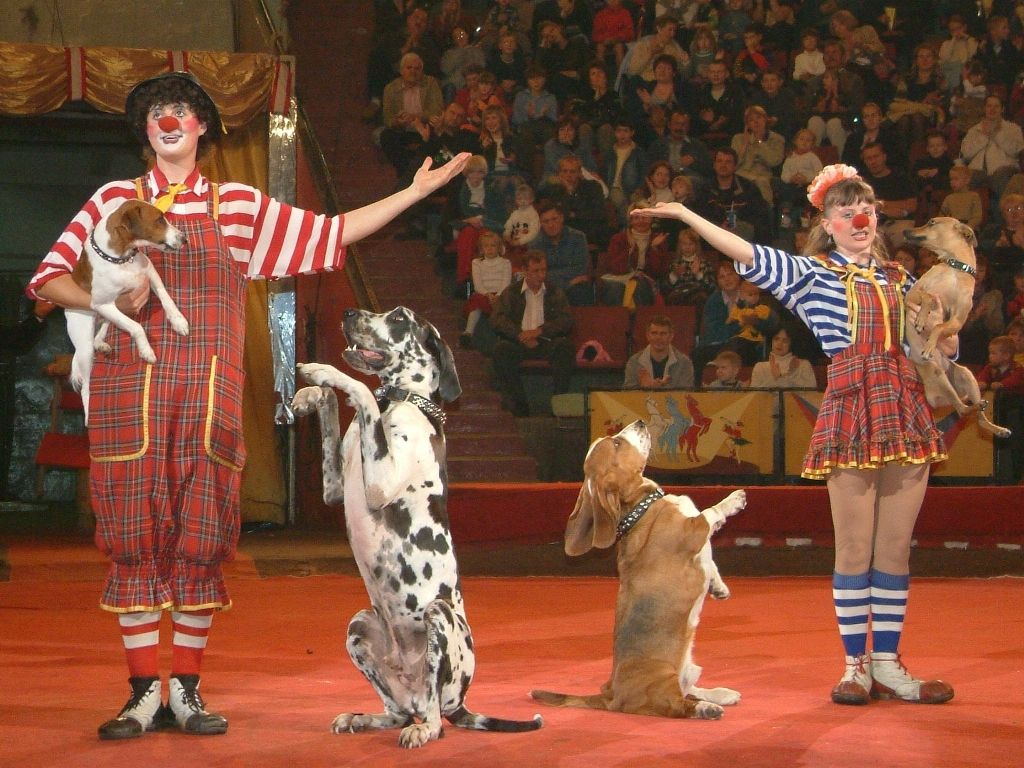 В Латвии запретили использовать животных в цирке