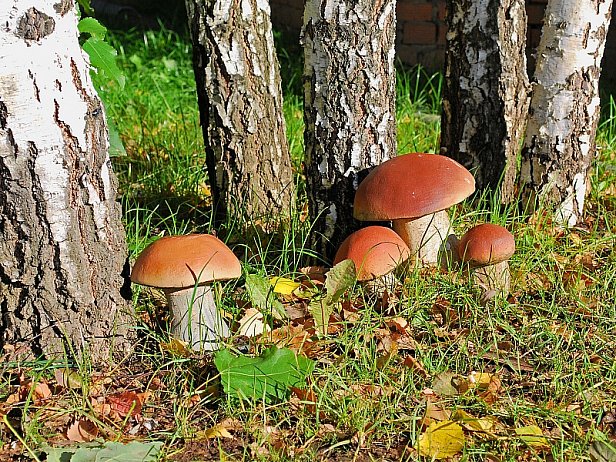 На Харьковщине несколько человек получили отравление грибами