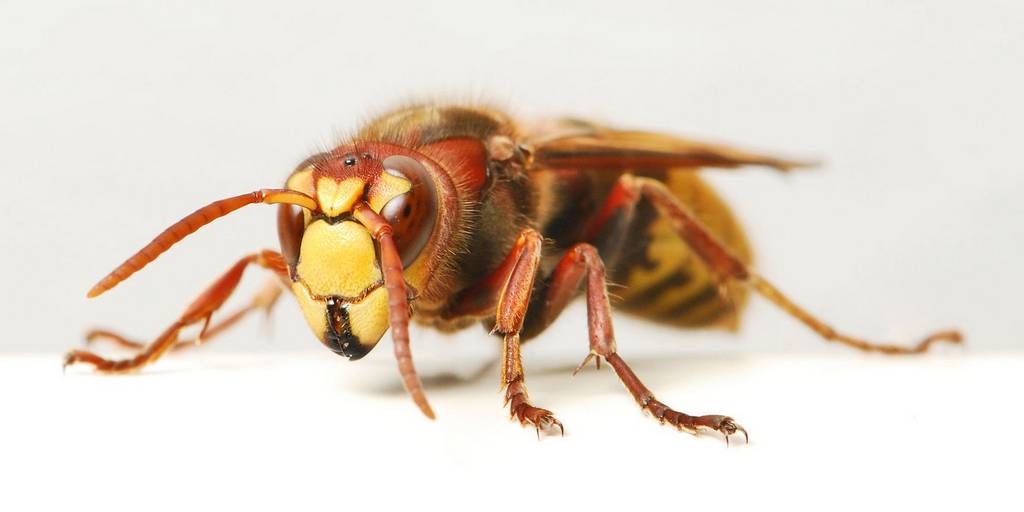 Шершни-одни из самых ядовитых насекомых в мире