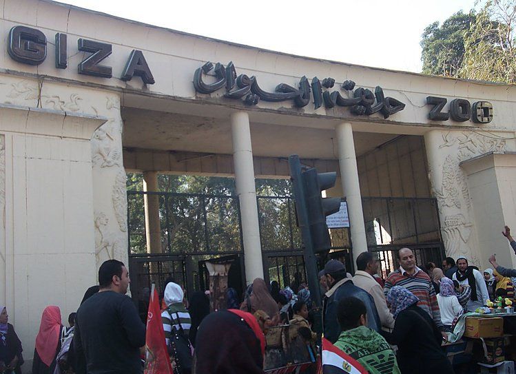 Зоопарк в Египте попался на забавном обмане: фото