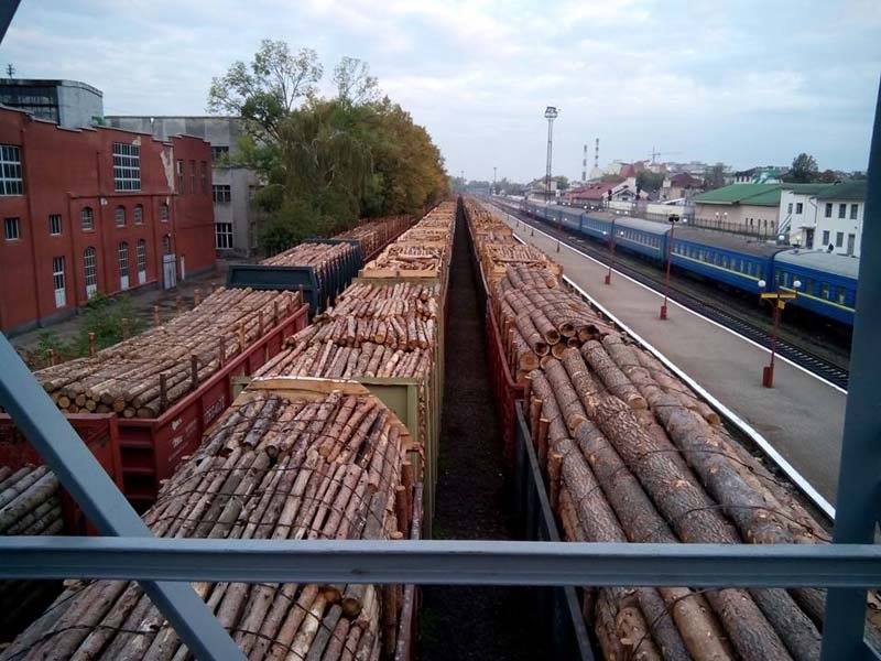 Вывозят в ЕС: в Украине назрела катастрофа с вырубкой лесов