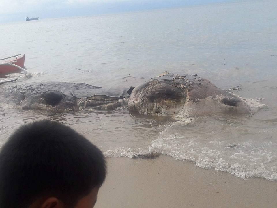 Неизвестное морское существо выбросило на берег Филиппин (фото)