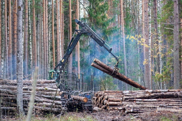 В Украине пройдут масштабные проверки лесничеств