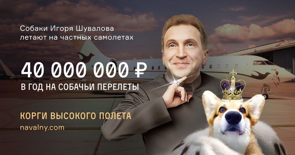 Собак вице-премьера РФ возили в Европу за 40 миллионов рублей