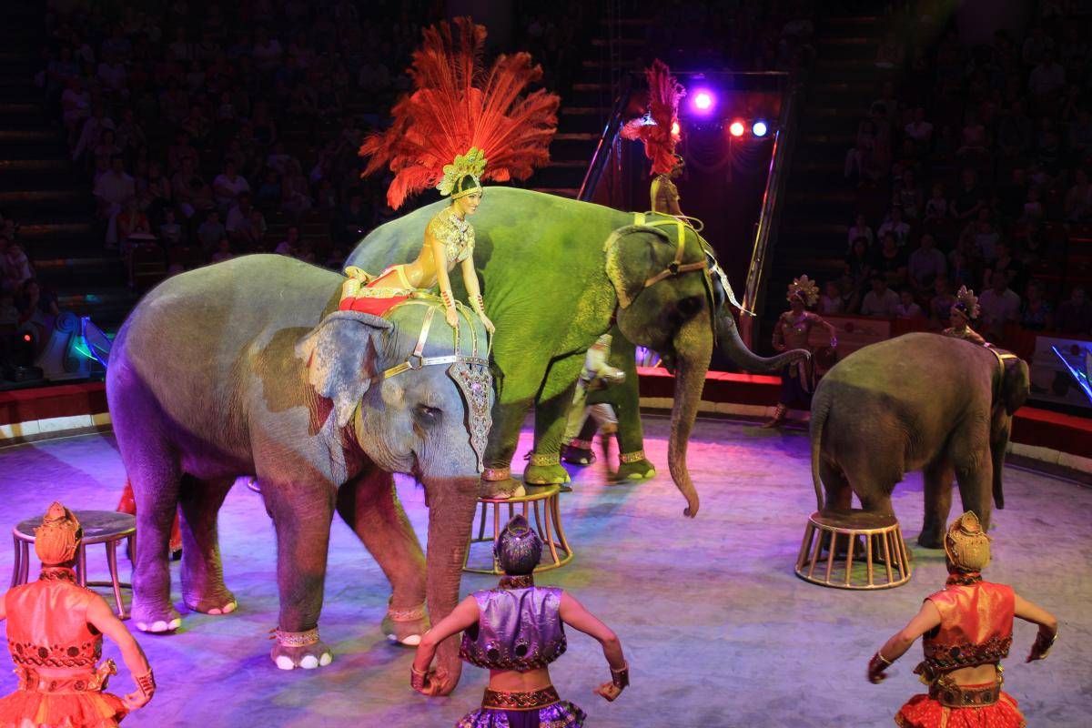 Кабмин запретил животных в цирке