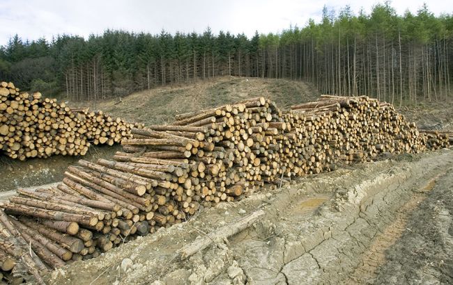 Как спасти лес в Украине: озвучен четкий  план 