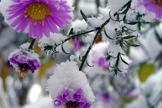 Фото - В Украине летом выпал снег