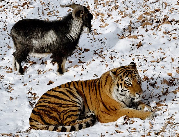 Приморский сафари-парк продает сувениры с изображениями друзей: тигра и козла