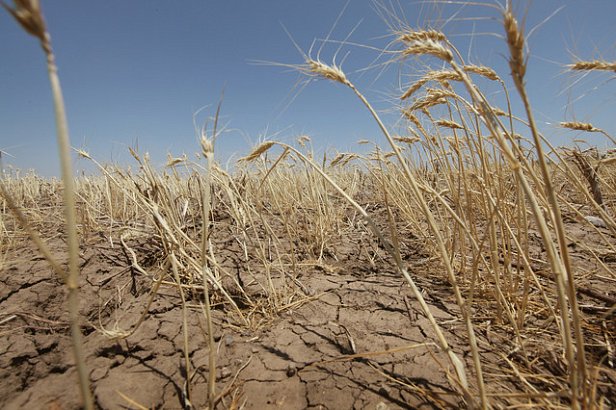 В результате засухи в РФ погибли посевы на площади в 600 тыс. гектаров