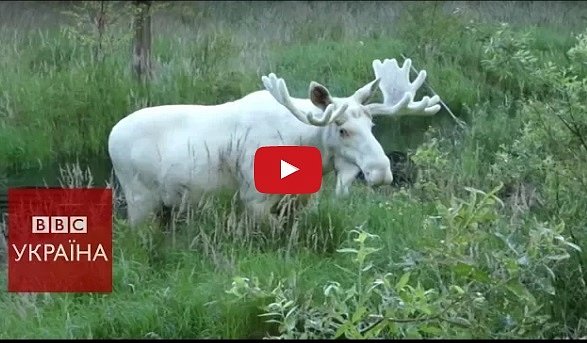 В Швеции в кадр случайно попал редкий белый лось (видео)