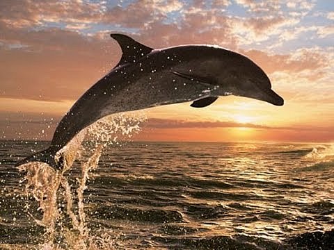 У побережья в Мариуполе заметили дельфинов: появилось видео