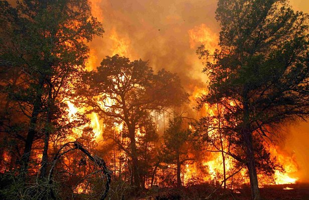 Лесные пожары в Херсонской области вызваны умышленными поджогами - председатель ОГА