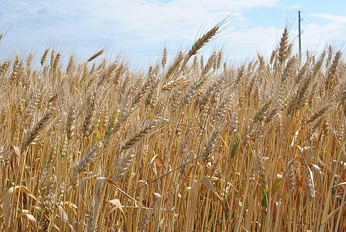 Украина экспортировала за текущий маркетинговый год около 22 млн тонн зерна