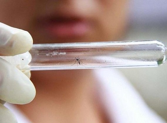 В Украине есть 53 вида насекомых семейства Aedes