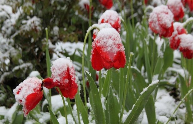 На фото тюльпаны в снегу