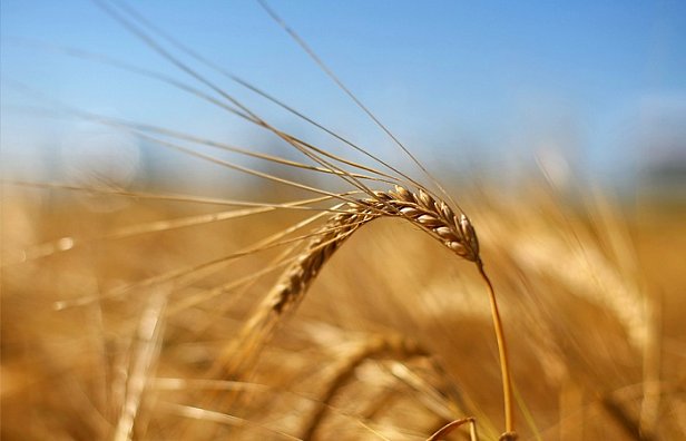 Экспорт зерна в Украине вырос в 3,3 раза 