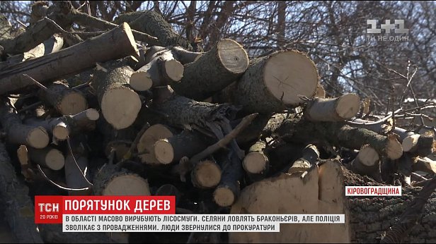 В Кировоградской области браконьеры массово уничтожают лесополосы