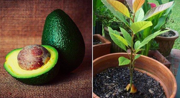 Как посадить и вырастить авокадо