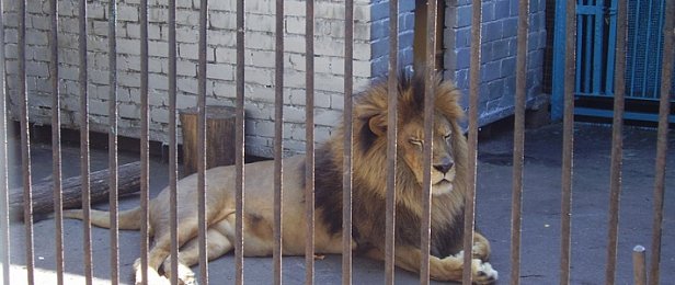 Лев в зоопарке на Донетчине покусал одного из работников