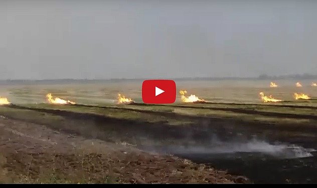 В Одесской области полыхают подожженные поля (видео)
