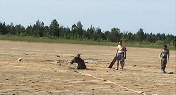 В Житомирской области лоси застряли в каолиновой глине: видео