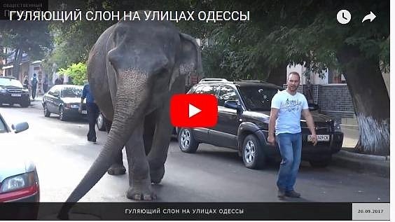 Экзотическое животное разгуливало по улицам Одессы (видео, фото)