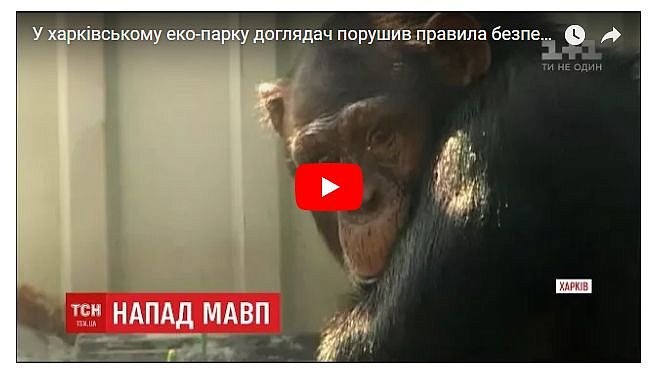 Стала известна причина нападения обезьян на смотрителя харьковского зоопарка