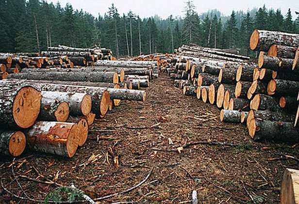 Раскрыта схема хищения леса в Сумской области