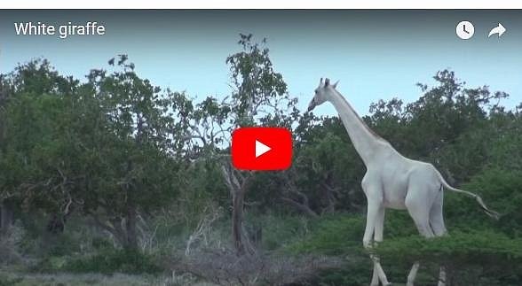 Редкие белые жирафы впервые сняты на видео в заповеднике Кении