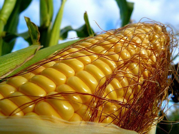 Кения готова приобрести 450 тысяч тонн украинской кукурузы