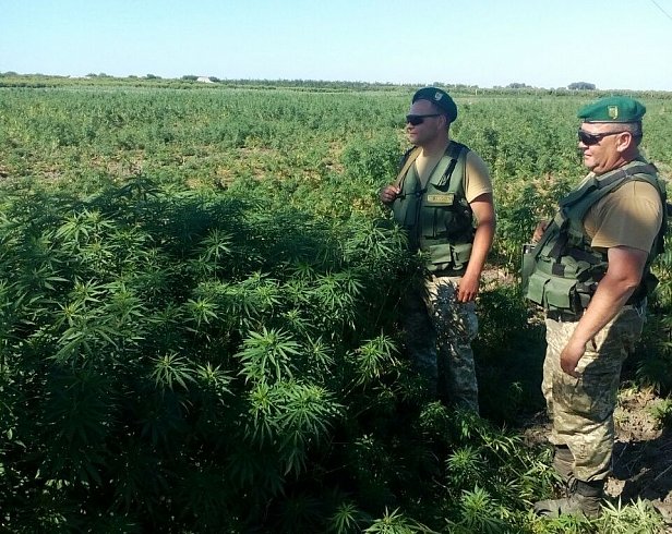 В Одесской области пограничники обнаружили на острове 3,7 га конопли