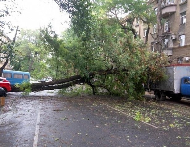 Шторм в Одессе: упавшее дерево убило 79-летнюю женщину