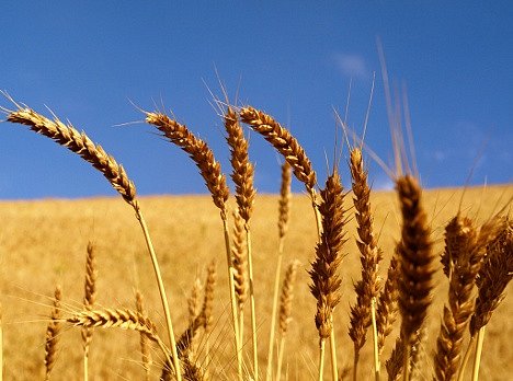 В аннексированном Крыму ожидают более 1 млн тонн урожая зерновых