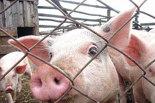 В Киевской области из-за вспышки чумы сожгли 37 тысяч свиней