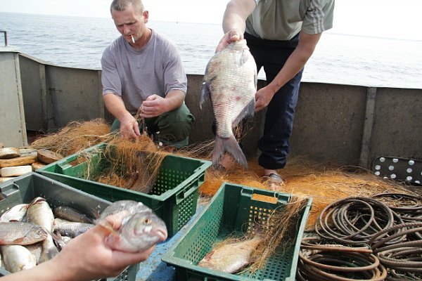 Рыбные запасы Киевского водохранилища получили хороший прогноз (фото)