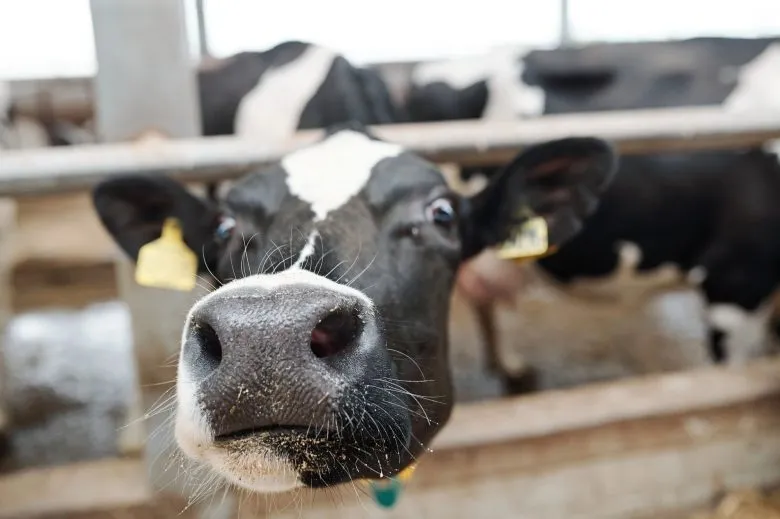 Украина ввела запрет на импорт из Венгрии продукции животноводства из-за вспышки ящура