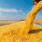 Кукурудза стала лідером в експорті України у 2025 році.