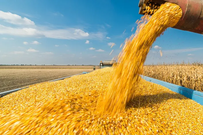 Кукурудза стала лідером в експорті України у 2025 році.